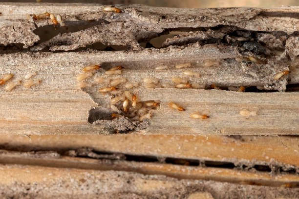 Best Bed Bug Extermination  in Colfax, WI
